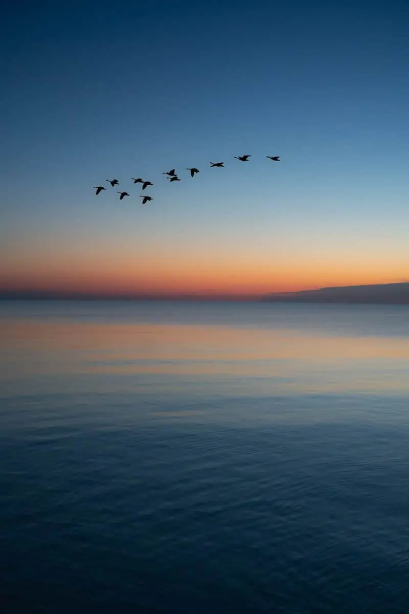 birds flying over the sea during sunset